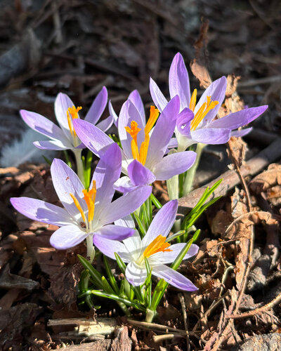  Die Kinder unserer Kita Bunte Burg waren unterwegs in der Umgebung und konnten beobachten, wie der Frühling Einzug...