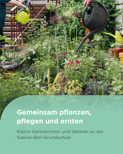  Mit Begeisterung im Schulgarten

An der Sabine-Ball-Grundschule wird fleißig gegärtnert. Unter Anleitung pflanzen,...