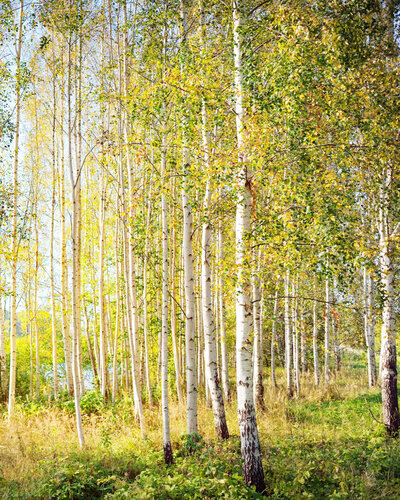 Vor einiger Zeit haben wir über das Birken-Forschungsprojekt an der Corrie-ten-Boom-Schule berichtet – nun gibt es tolle...