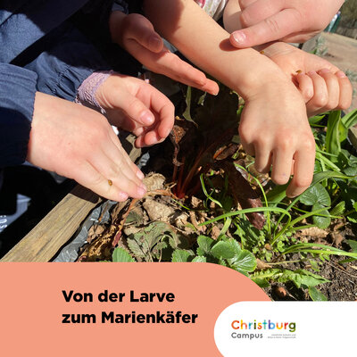 Die Klasse 1a unserer Sabine-Ball-Grundschule hat die Entwicklung von Marienkäfer beobachtet – von der winzigen Larve...